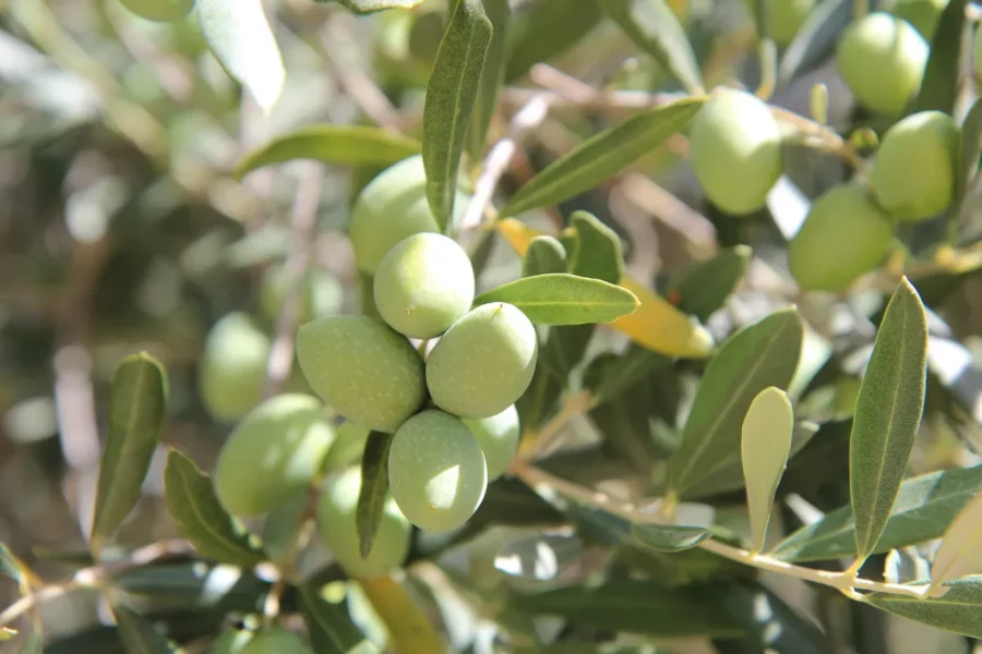 branche olivier avec olive verte beau feuillage ensoleille