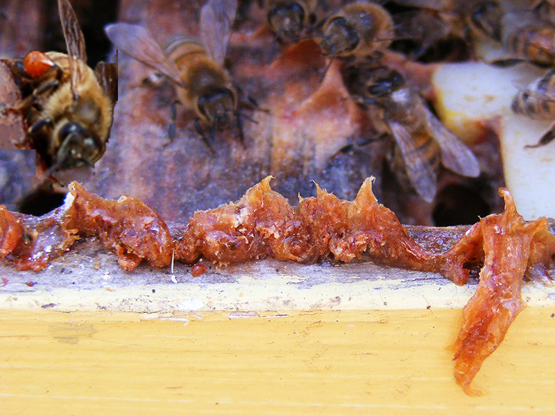 coin de ruche avec abeille et morceau de propolis brute