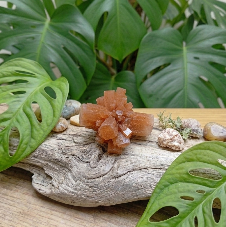 Une photo en gros plan montre un cristal d'aragonite orange-brun de forme étoilée, posé sur une pièce de bois flotté vieilli au premier plan. De grandes feuilles de Monstera verte vibrante, avec leurs perforations naturelles caractéristiques, encadrent le cristal sur la gauche et la droite, ainsi qu'en arrière-plan. Quelques petits galets lisses et des morceaux de mousse séchée sont également disposés près du cristal sur le bois flotté.