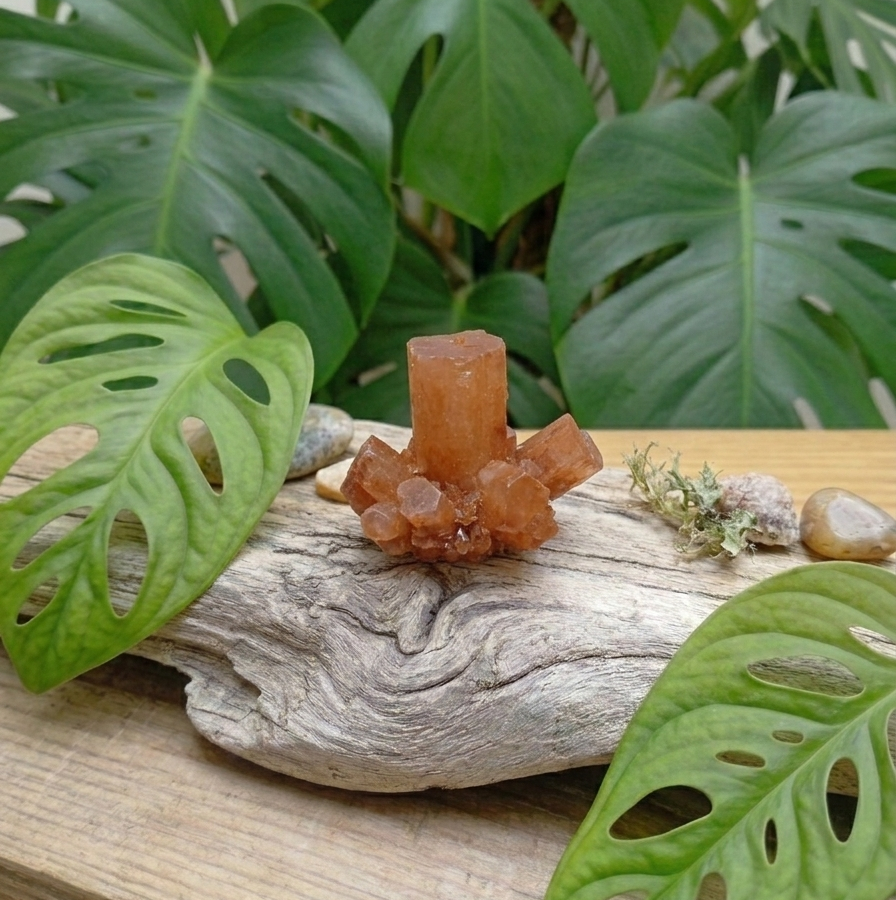 Une photo en gros plan montre un cristal d'aragonite orange-brun de forme étoilée, posé sur une pièce de bois flotté vieilli au premier plan. De grandes feuilles de Monstera verte vibrante, avec leurs perforations naturelles caractéristiques, encadrent le cristal sur la gauche et la droite, ainsi qu'en arrière-plan. Quelques petits galets lisses et des morceaux de mousse séchée sont également disposés près du cristal sur le bois flotté.