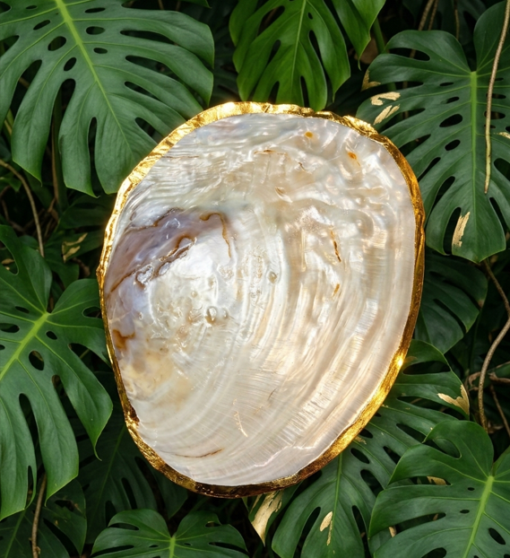 Une coquille perlière ornée dorée ovale aux reflets arc-en-ciel et dorés, soulignée par un contour en doré poli très brillant, repose au premier plan sur une large souche de bois flotté texturée. En arrière-plan, un feuillage dense et lumineux de Monstera apporte une touche végétale d'un vert profond qui fait ressortir l'éclat de la coquille.