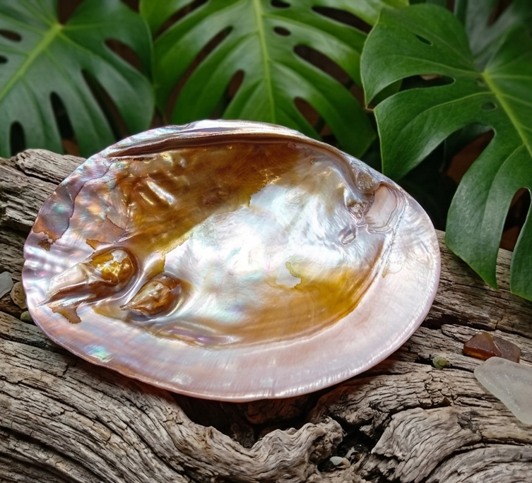 Une grande coquille de nacre aux reflets arc-en-ciel et dorés est posée au centre sur un morceau de bois flotté texturé. Le tout est entouré de grandes feuilles vertes de monstera en arrière-plan et de petits morceaux de verre de mer. L'ambiance générale évoque une composition naturelle, lumineuse et tropicale.