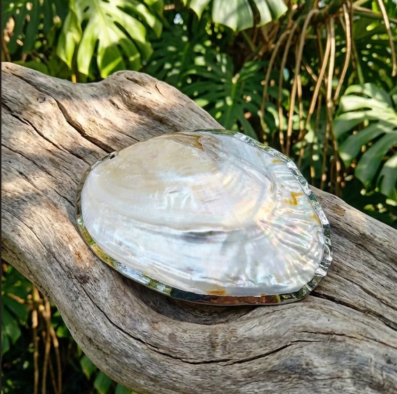 Une coquille perlière ornée argent ovale aux reflets arc-en-ciel et dorés, soulignée par un contour en argent poli très brillant, repose au premier plan sur une large souche de bois flotté texturée. En arrière-plan, un feuillage dense et lumineux de Monstera apporte une touche végétale d'un vert profond qui fait ressortir l'éclat de la coquille.